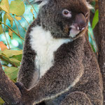 Koala, Queensland, November 2012 (leider nicht ausgewählt)