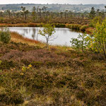 Schwarzes Moor, Rhön, Sep. 2018