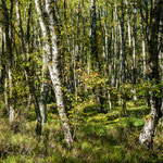 Karpatenbirken, Rotes Moor, Rhön, Sep. 2018