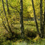 Karpatenbirken, Rotes Moor, Rhön, Sep. 018