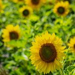 Sonnenblumen auf dem Michaelsberg, Juli 2018