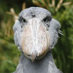 上野動物園のアサンテ♀