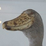 1985.4.61～1986.9.11　千葉市動物公園　no,1