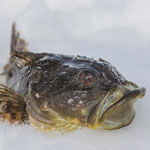 Ein Seeteufel - beim Eisfischen in Tasiilaq, Ammassalik, Ostgrönland