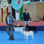 Exposición Castuera 2012 - Cl. Chachorros - Exc 1º y Mejor Cachorro