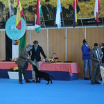 Exposición Castuera 2012 - Cl. Chachorros - Exc 1º y Mejor Cachorro