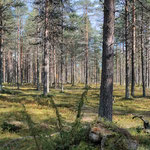 pine trees and some juniper bushes