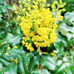 Mahonia on vihreä talvellakin 