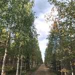 Own cottage road with birch trees 