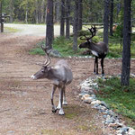 Reindeer parking allowed 