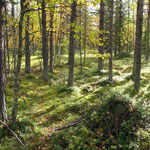 metsätunnelmaa