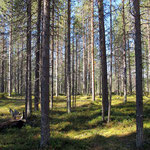 mäntymetsää