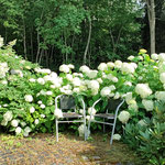 Pallohortensiat - kuutamohortensia vasemmalla