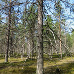 pine forest 