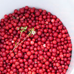 lingonberry season