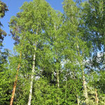 Meidän koivikko