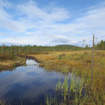 Bog pond