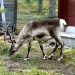 Looking for mushrooms on the front yard (we all are!) 
