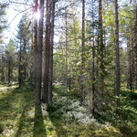 aamulla mäntymetsässä 
