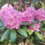 Rhodo kukoistaa