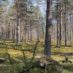 mäntymetsää