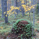 ant hills 