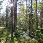 morning in the forest