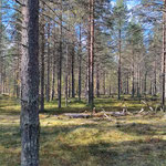 pine forest