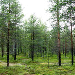 forest bathing pleasures