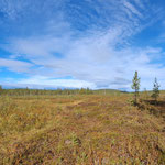 Bog panorama
