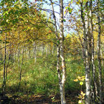 birch trees