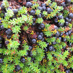 crowberry season 