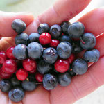 blueberries and lingonberries