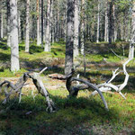 pine forest and memories of the past - natural cycle