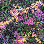 dwarf birch & northern bilberry in autumn colours 