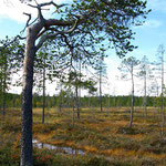 bog area
