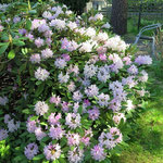 Rhodo tämäkin 