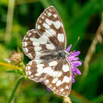 Foto: Peter Faber