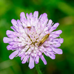 Foto: Peter Faber