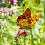 Foto: Peter Faber