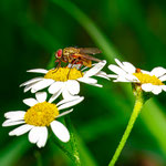 Foto: Peter Faber