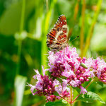Foto: Peter Faber