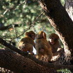 Junge Berberaffen im Baum beim spielen.
