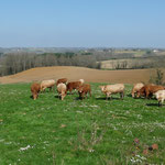 boeuf de Chalosse