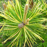 Pinus contorta 'Frisian Gold'