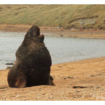 Sea lion - big male