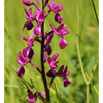 Orchis à fleurs lâches - Anacamptis laxiflora