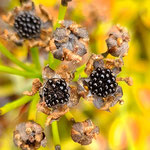 Good Seeds