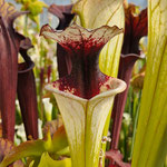 Sarracenia x Legacy