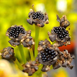 Good Seeds